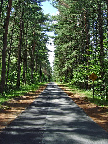 Woods (via <a href="http://www.flickr.com/photos/himike/1526983/">himike</a>)